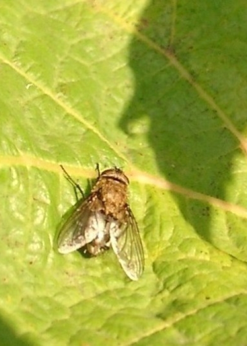 10220040 fliege 2 auf Blatt
